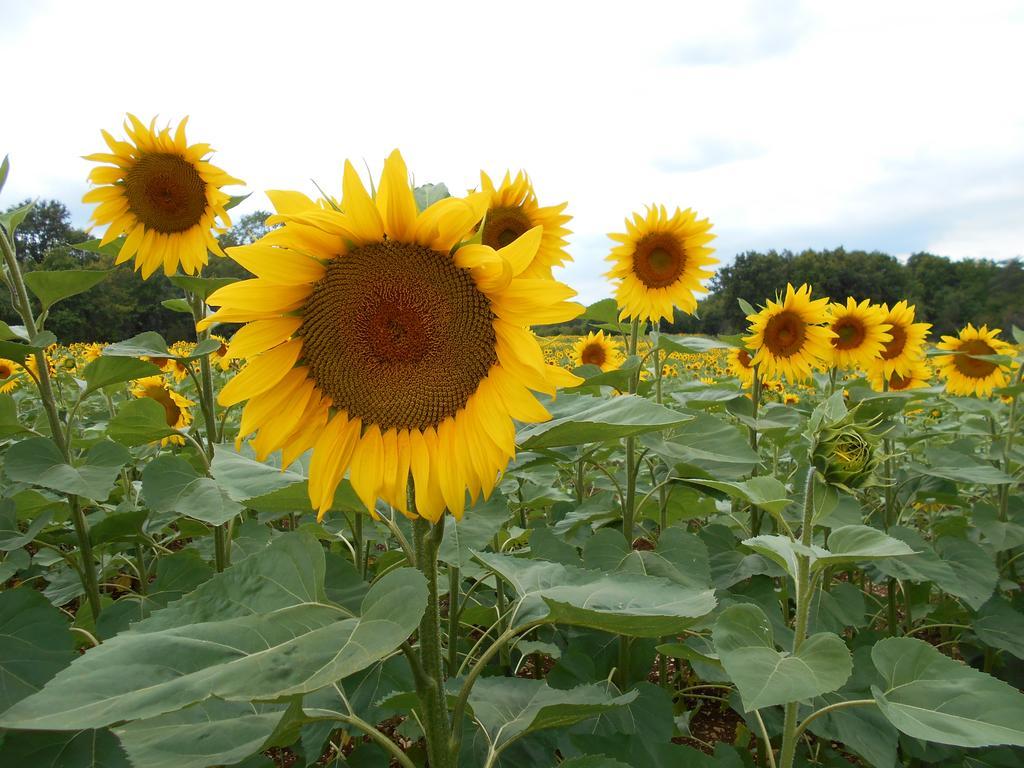 Varaignes Gite Chez Marot 빌라 외부 사진